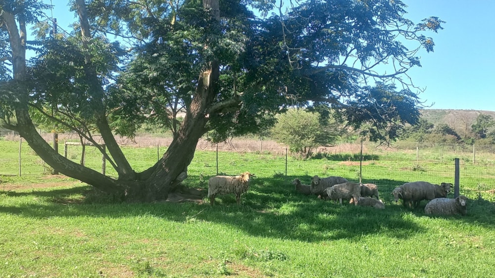 Mixed use farm for sale in Heidelberg, Garden Route - 1SR1698799