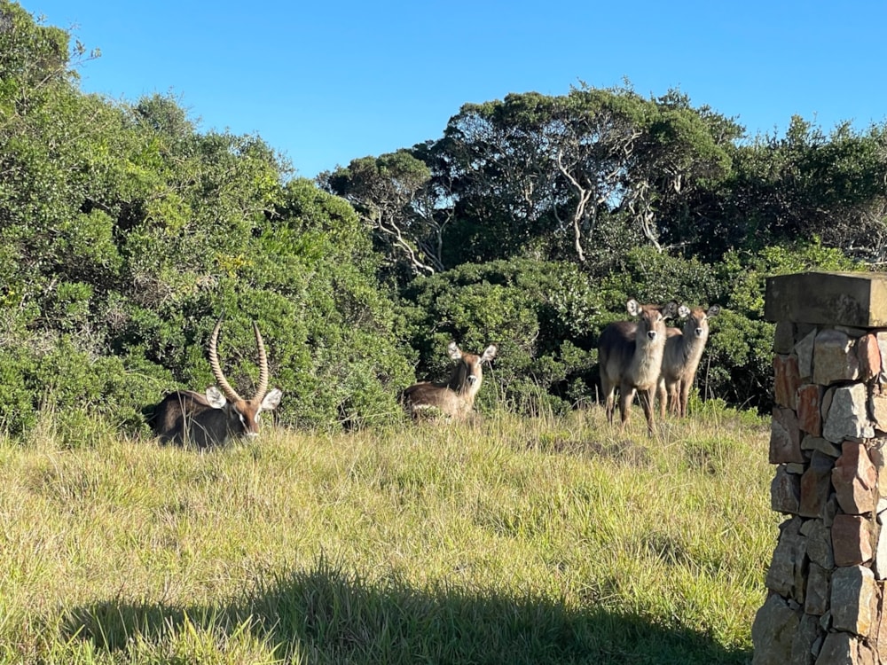 Vacant land for sale in Kenton Eco Estate - 1KO1592261