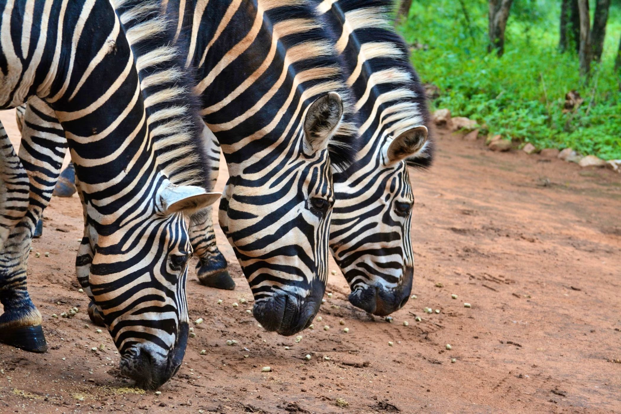 House to rent in Marloth Park - 1NK1701993