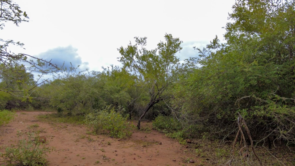 Vacant land for sale in Marloth Park - 1NK1699708