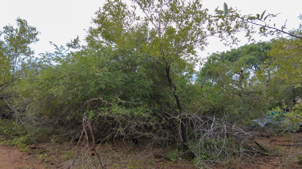 Vacant land for sale in Marloth Park - 1NK1699708