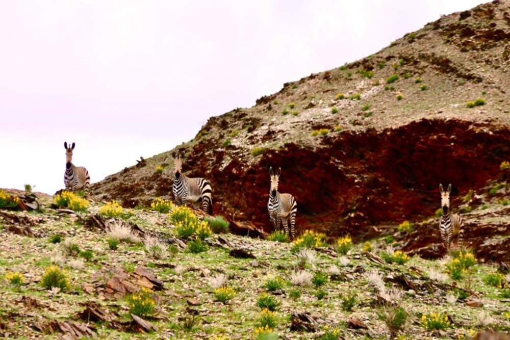 Farm vacant land for sale in Windhoek, Namibia - 3NM1691557 Farm vacant land for sale in Windhoek, Namibia - 3NM1691557