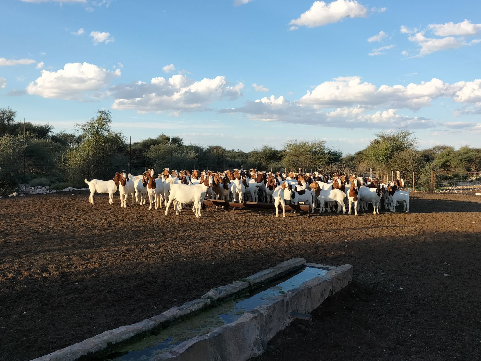 Livestock farm for sale in Douglas Rural - 1KJ1668173