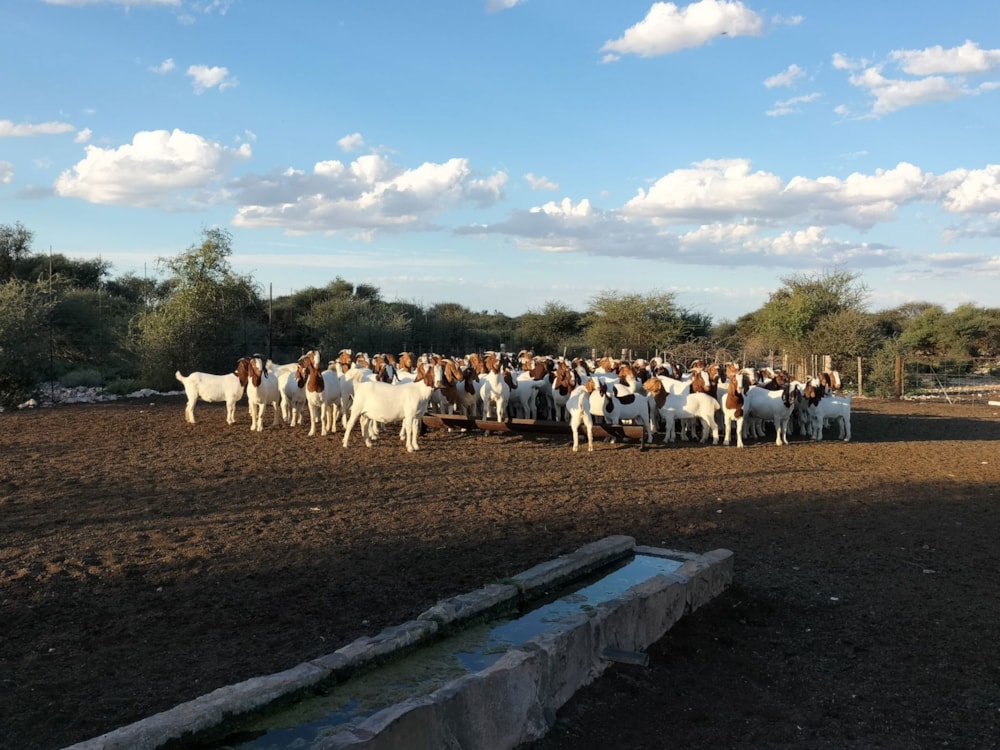 Livestock farm for sale in Douglas Rural - 1KJ1668173 Livestock farm for sale in Douglas Rural - 1KJ1668173