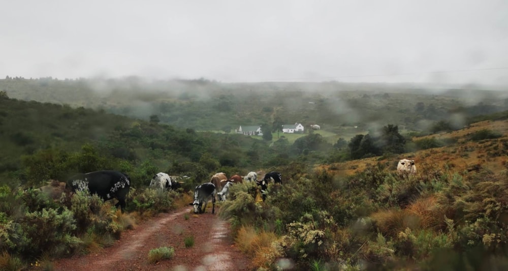 Lifestyle property for sale in Humansdorp Rural - 1SA1674992