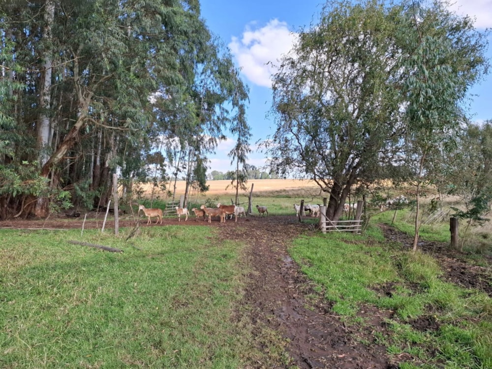 Mixed use farm for sale in Dullstroom - 1DS1701483 Mixed use farm for sale in Dullstroom - 1DS1701483