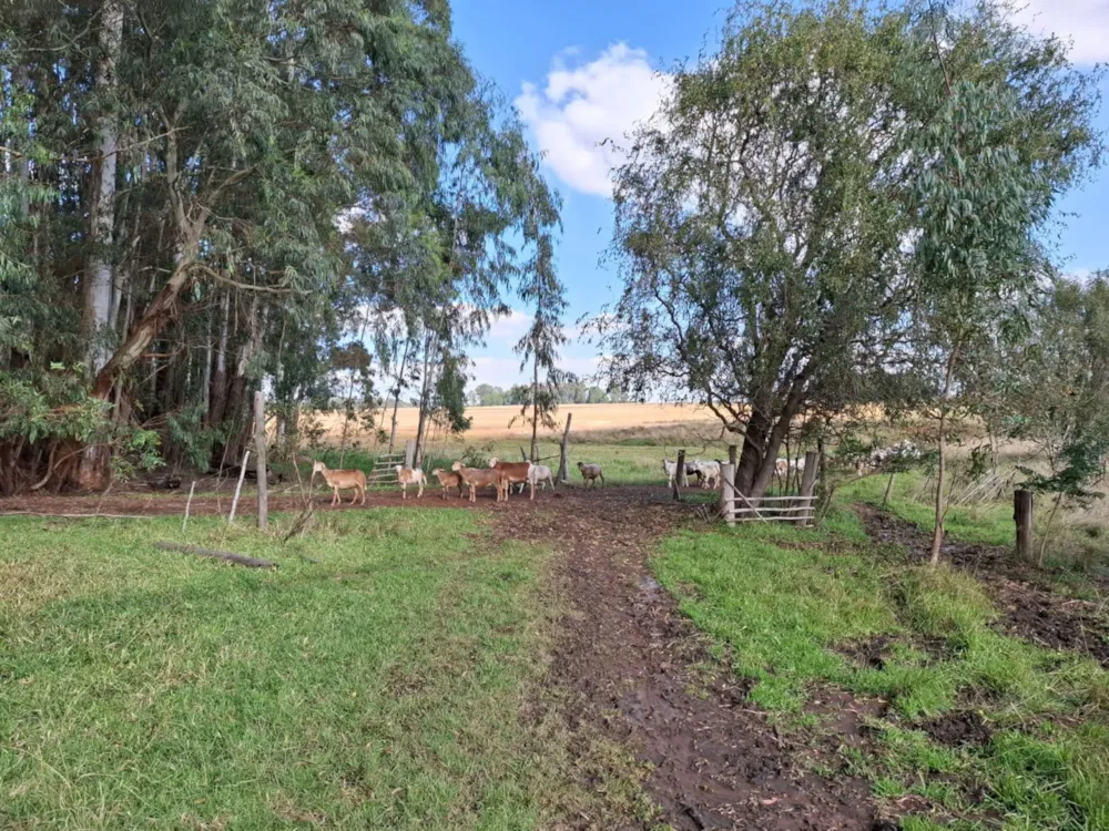 Mixed use farm sold in Dullstroom - 1DS1701483 Mixed use farm sold in Dullstroom - 1DS1701483