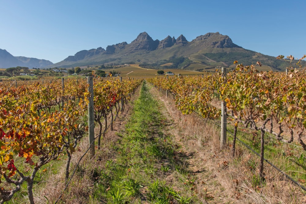 Wine farm for sale in Stellenbosch Farms - ST1696156 Wine farm for sale in Stellenbosch Farms - ST1696156