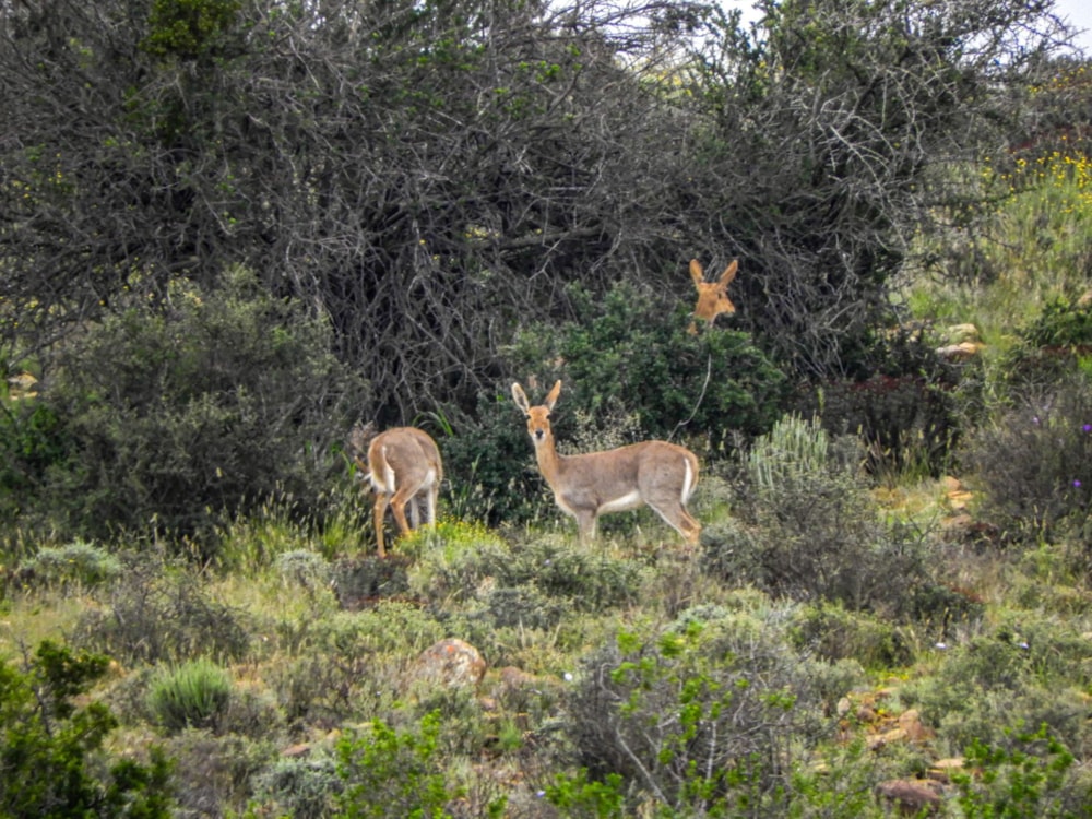 Livestock farm for sale in Graaff-Reinet Rural - 1KK1704160
