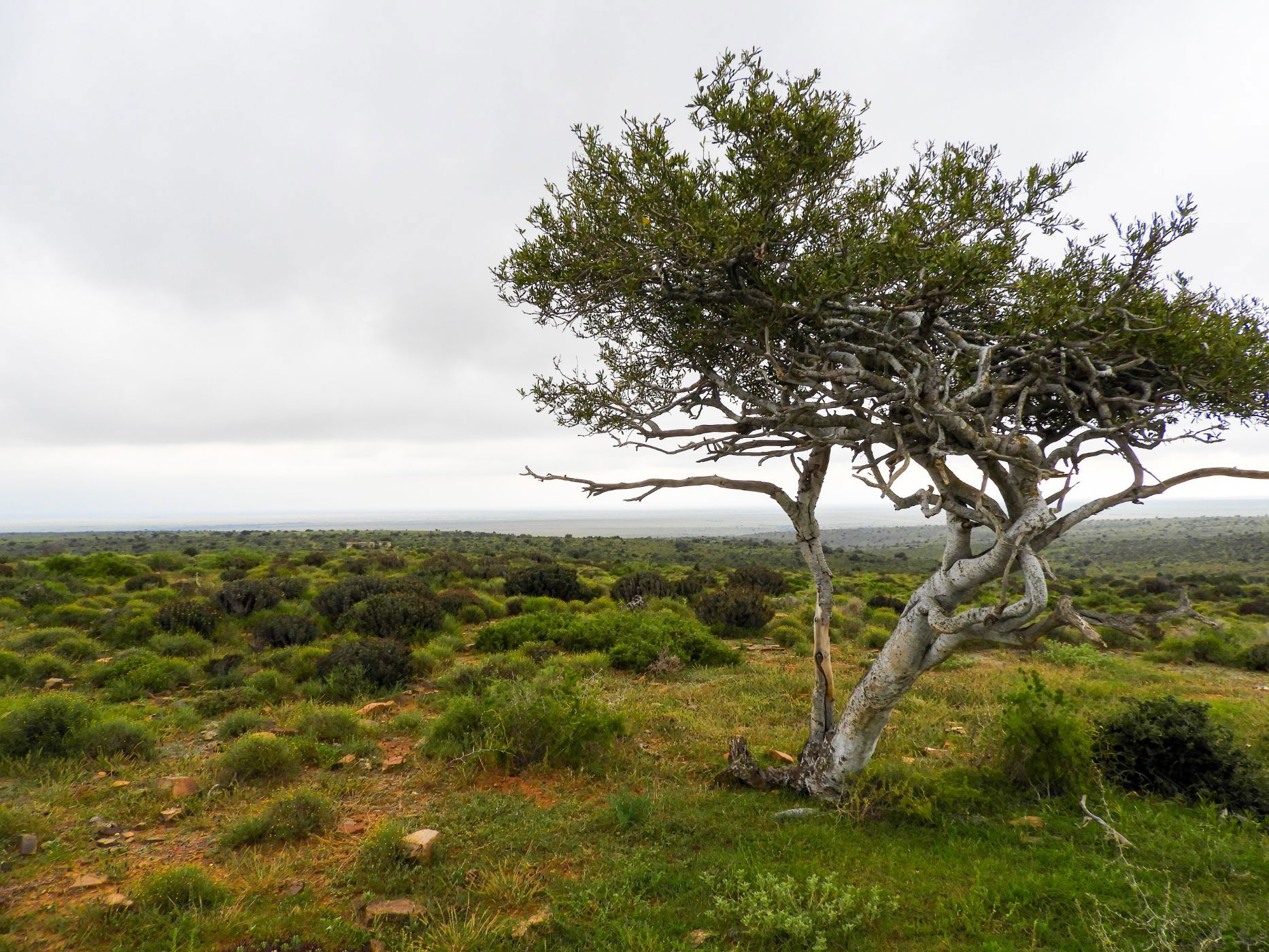 Livestock farm for sale in Graaff-Reinet Rural - 1KK1704160