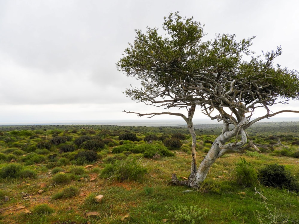 Livestock farm for sale in Graaff-Reinet Rural - 1KK1704160 Livestock farm for sale in Graaff-Reinet Rural - 1KK1704160