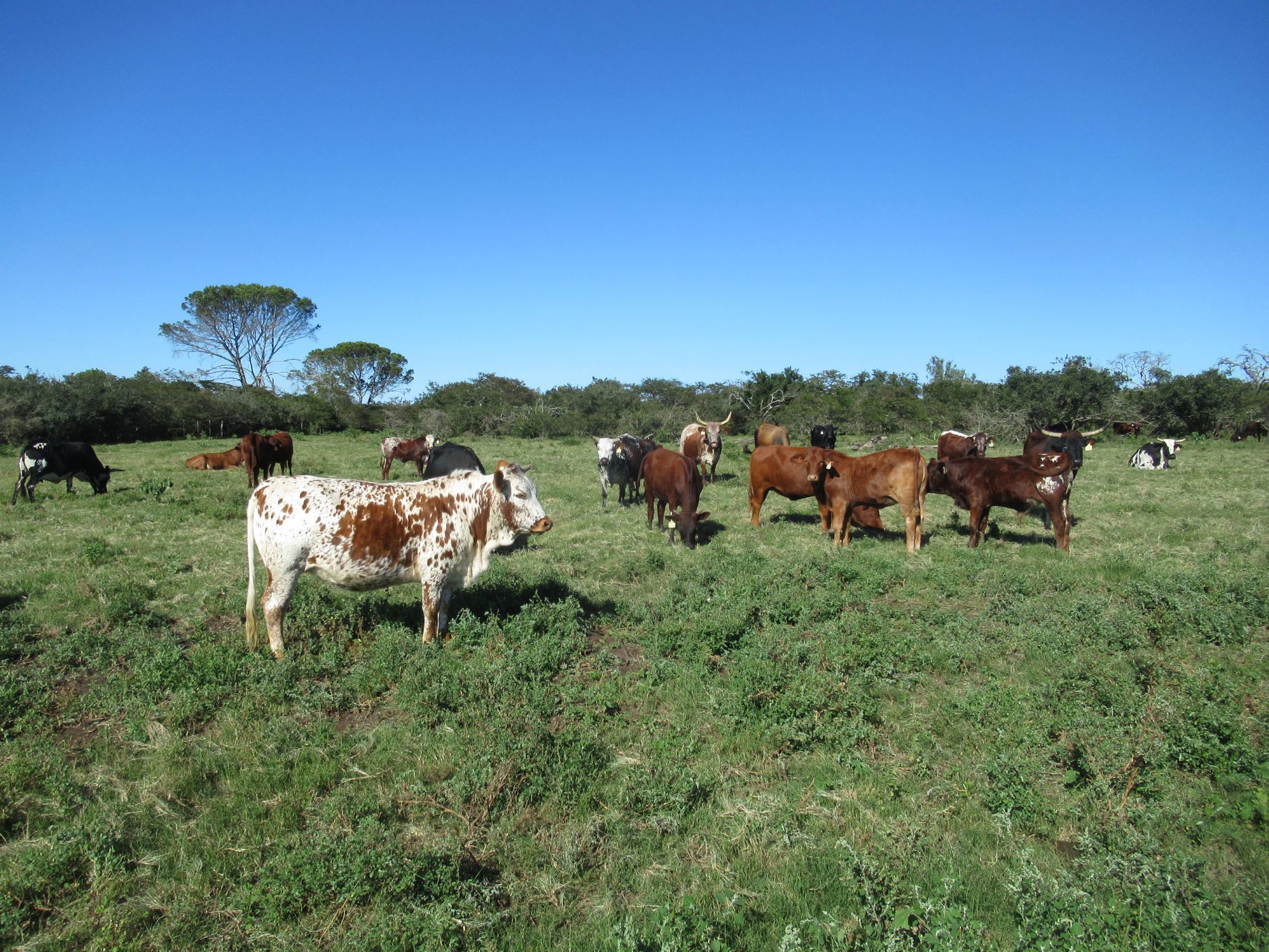 Equestrian farm for sale in Bathurst - 1GC1699769