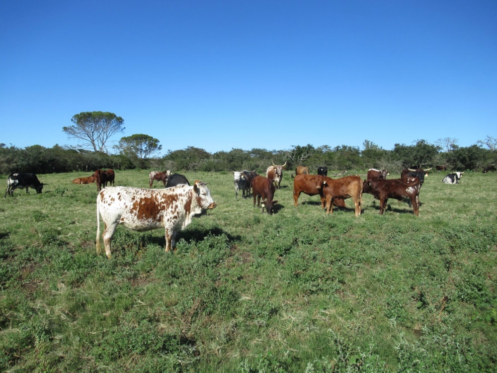 Equestrian farm for sale in Bathurst - 1GC1699769