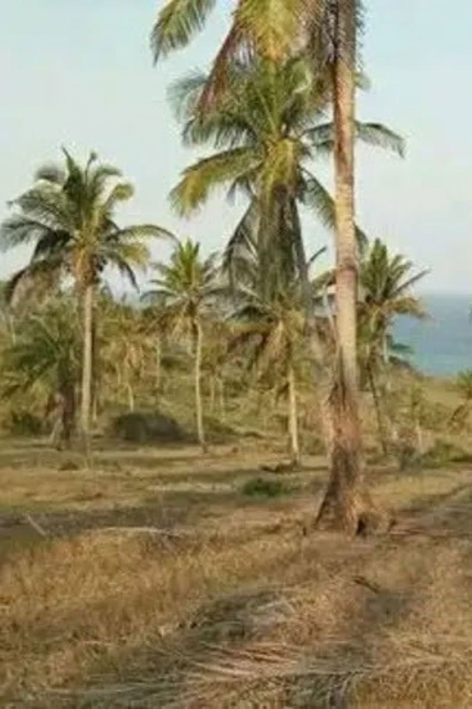 Vacant land for investment in Massinga, Mozambique - 3MQ1700181