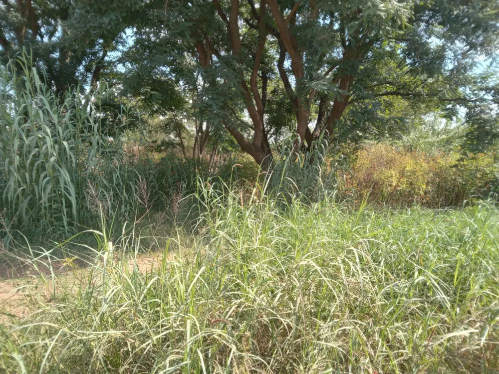 Vacant land for sale in Modimolle (Nylstroom) - 1MDM1700504