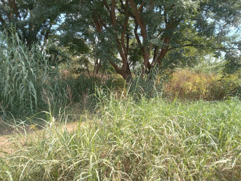 Vacant land for sale in Modimolle (Nylstroom) - 1MDM1700504 Vacant land for sale in Modimolle (Nylstroom) - 1MDM1700504