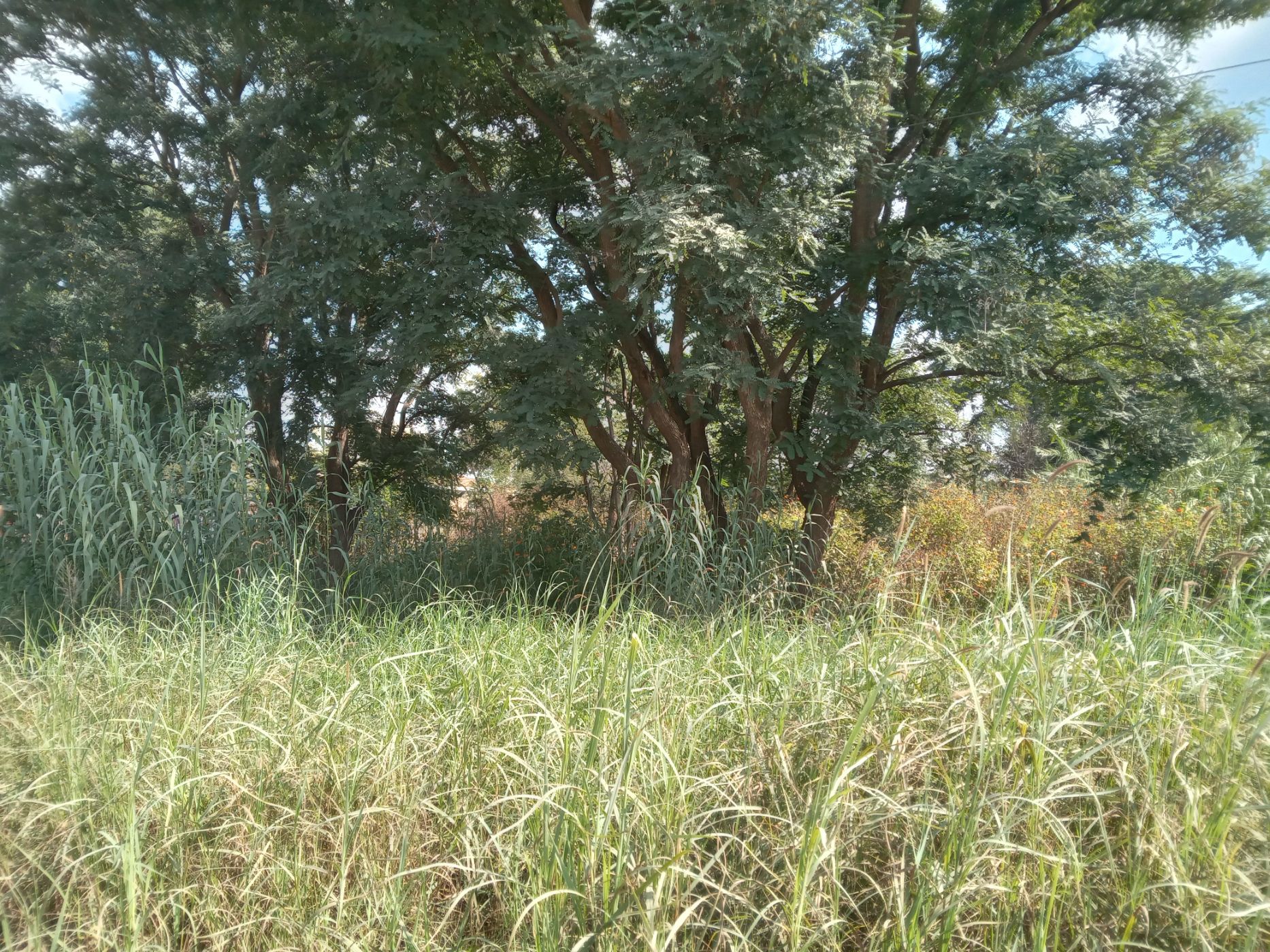 Vacant land for sale in Modimolle (Nylstroom) - 1MDM1700504