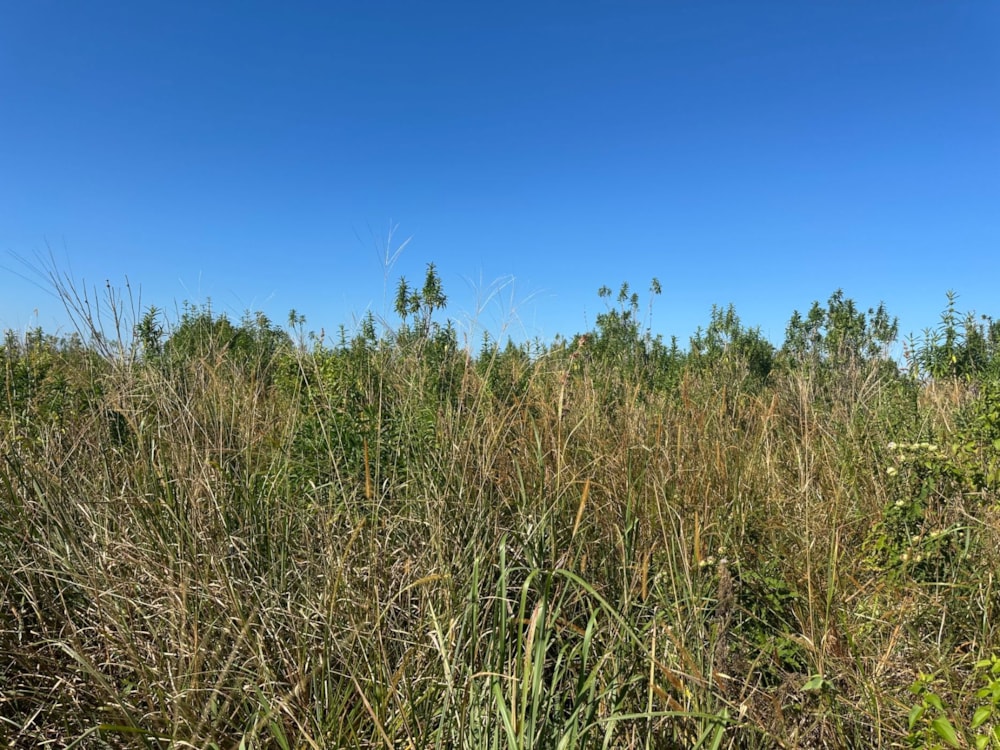 Residential vacant land for sale in Leisure Bay - 1PD1701119 Residential vacant land for sale in Leisure Bay - 1PD1701119