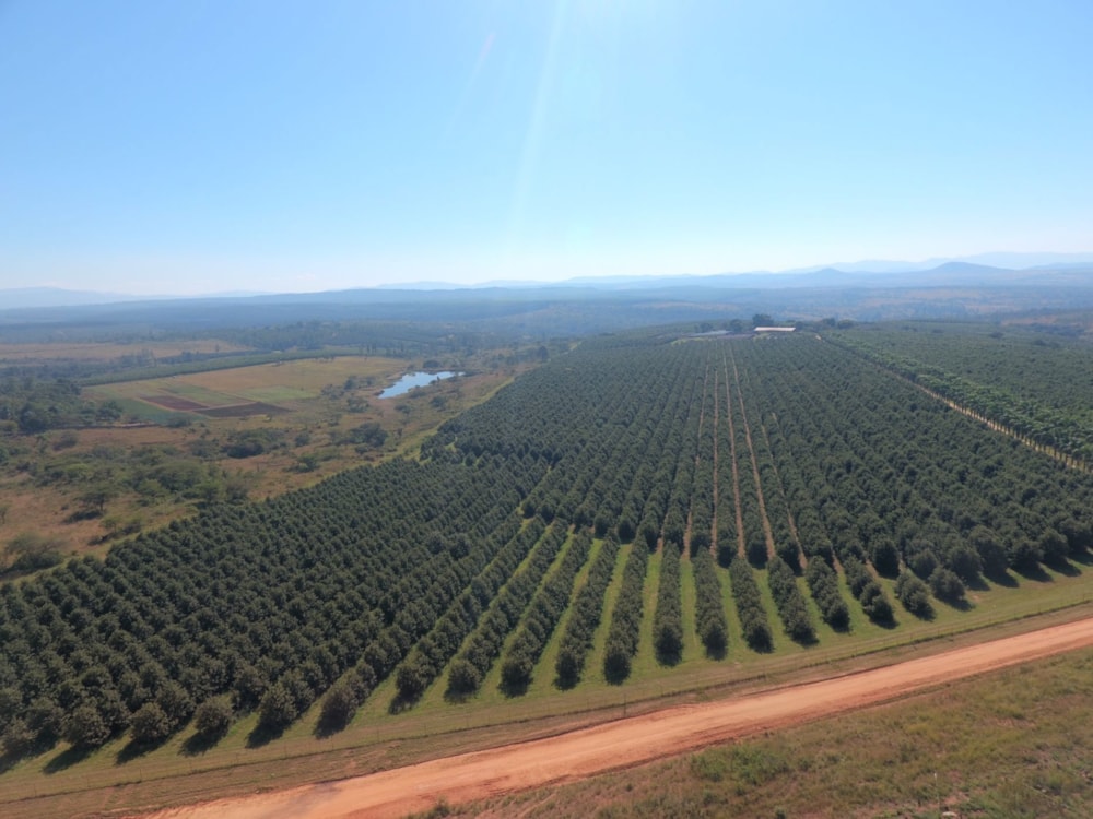 Nut farm for sale in Barberton Rural - 1NK1701772