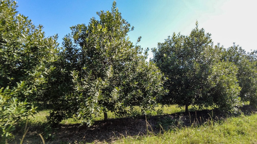 Nut farm for sale in Barberton Rural - 1NK1701772