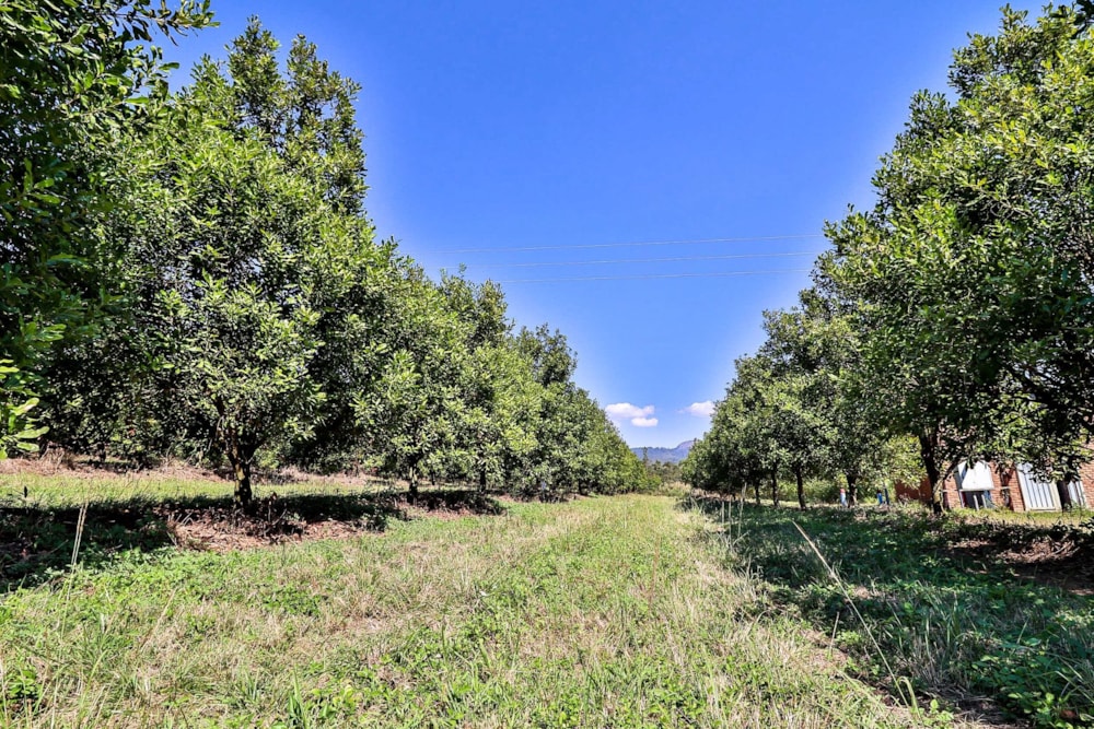 Nut farm for sale in Barberton Rural - 1NK1701772