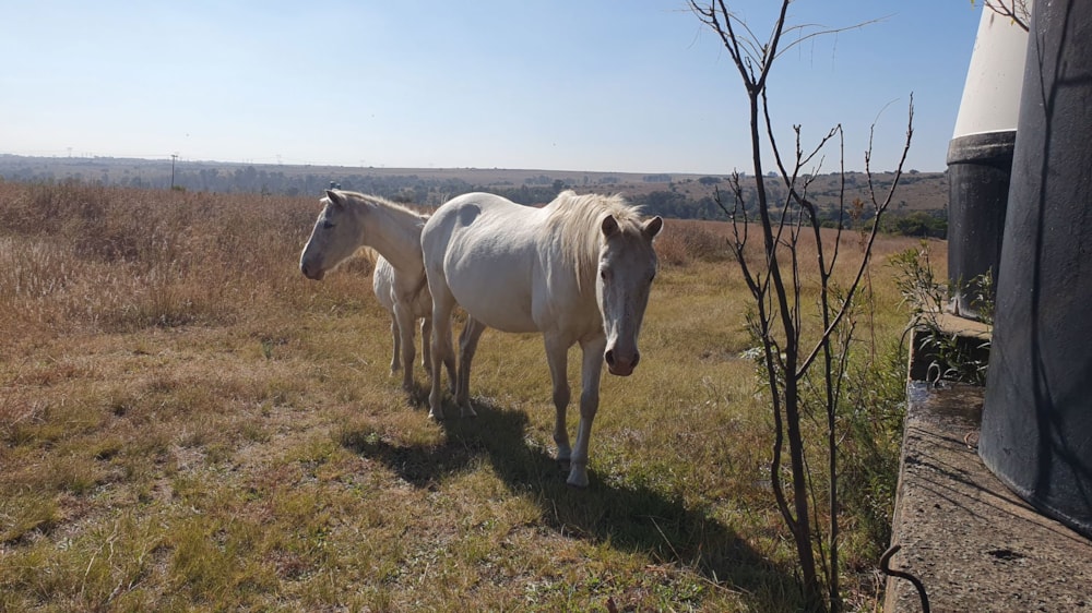 Smallholding sold in Deneysville - 1VT1702011 Smallholding sold in Deneysville - 1VT1702011