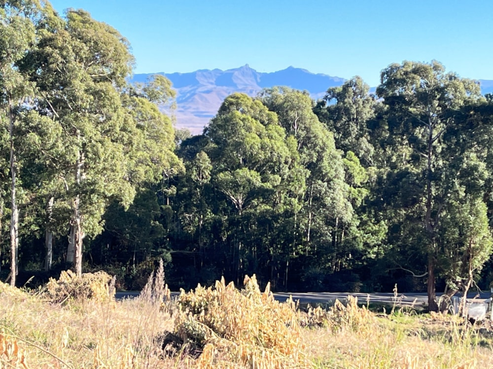 Vacant land for sale in Underberg - 1UB1699565