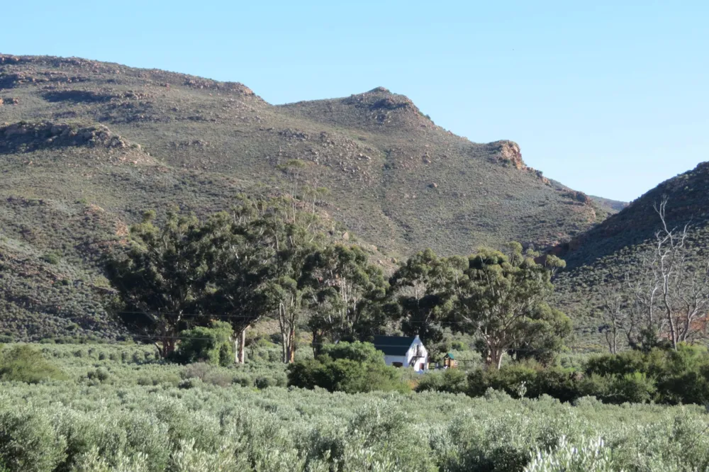 Olive farm for sale in Prince Albert Rural - 1KK1700300