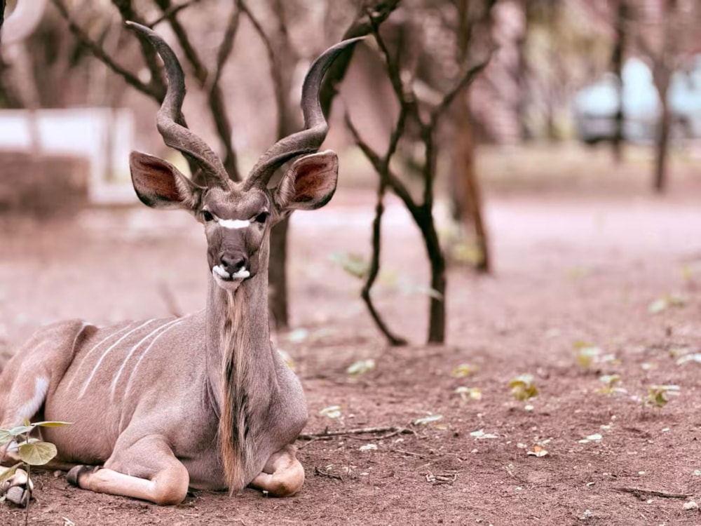 House to rent in Marloth Park - 1NK1705051