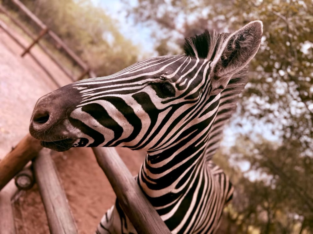 House to rent in Marloth Park - 1NK1705051