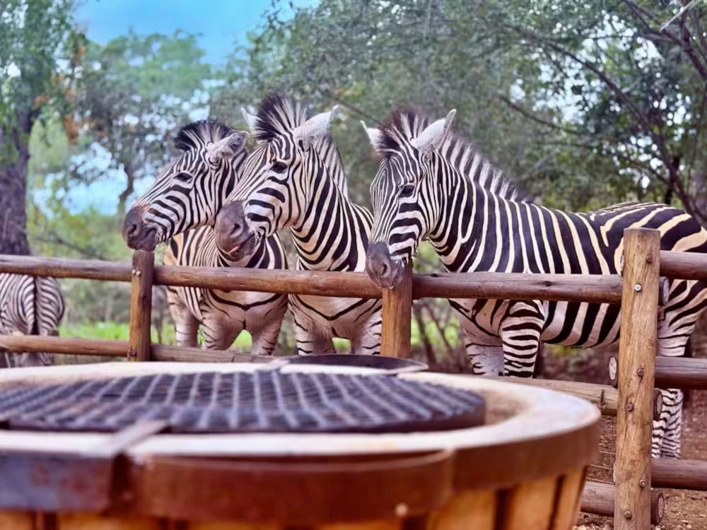 House to rent in Marloth Park - 1NK1705051