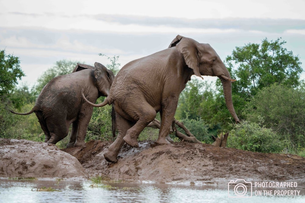 Game farm for sale in Klaserie - 1HS1703811 Game farm for sale in Klaserie - 1HS1703811