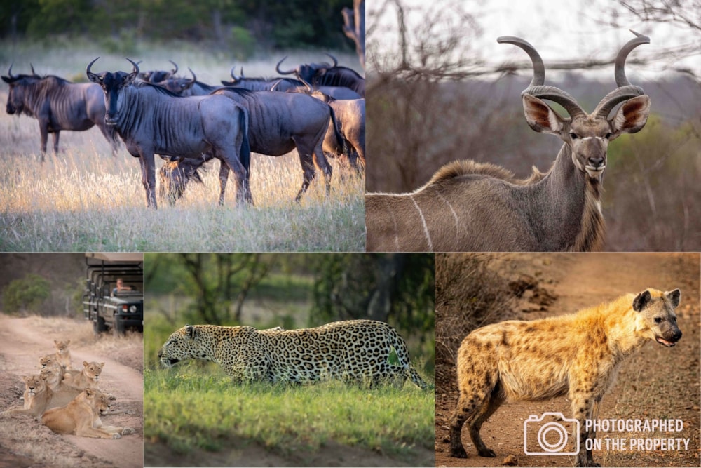 Game farm for sale in Klaserie - 1HS1703811 Game farm for sale in Klaserie - 1HS1703811