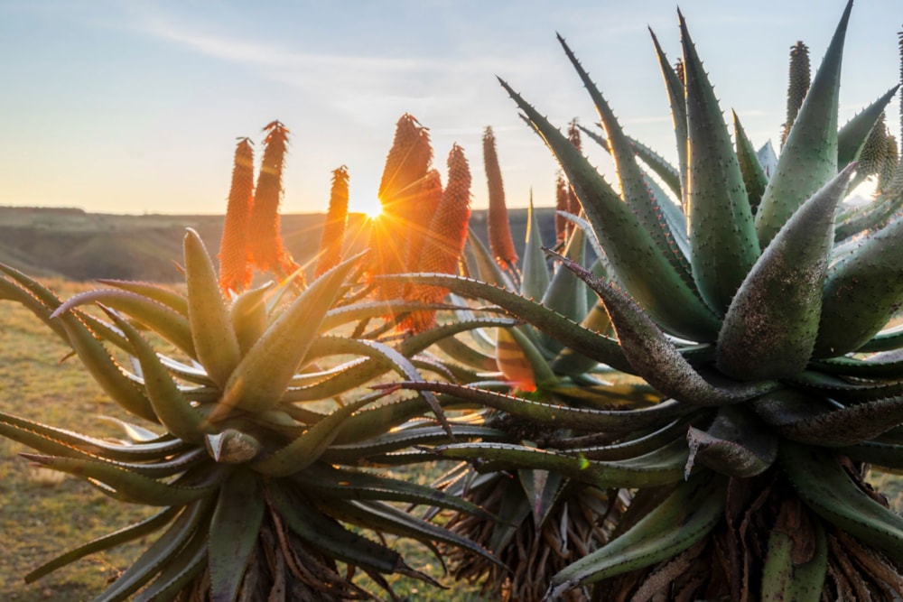 House for sale in Gondwana Game Reserve - 1MB1704463 House for sale in Gondwana Game Reserve - 1MB1704463