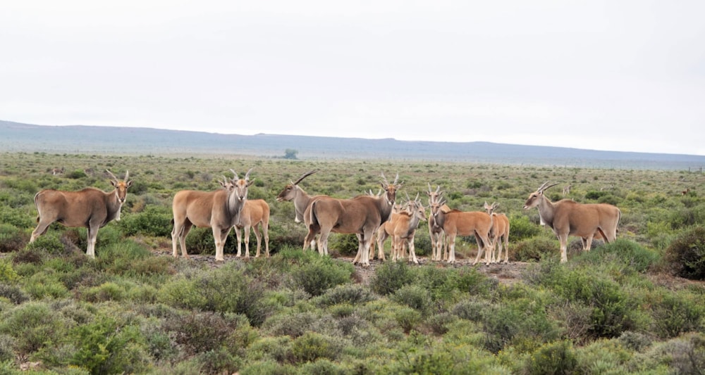 Lifestyle property for sale in Victoria West - 1KK1701776 Lifestyle property for sale in Victoria West - 1KK1701776