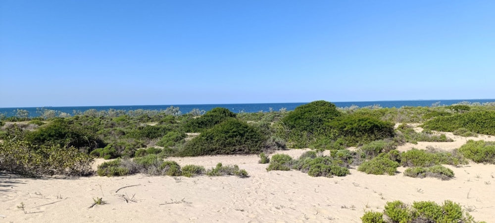 Vacant land for investment in Praia de Macaneta, Mozambique - 3MQ1704890 Vacant land for investment in Praia de Macaneta, Mozambique - 3MQ1704890