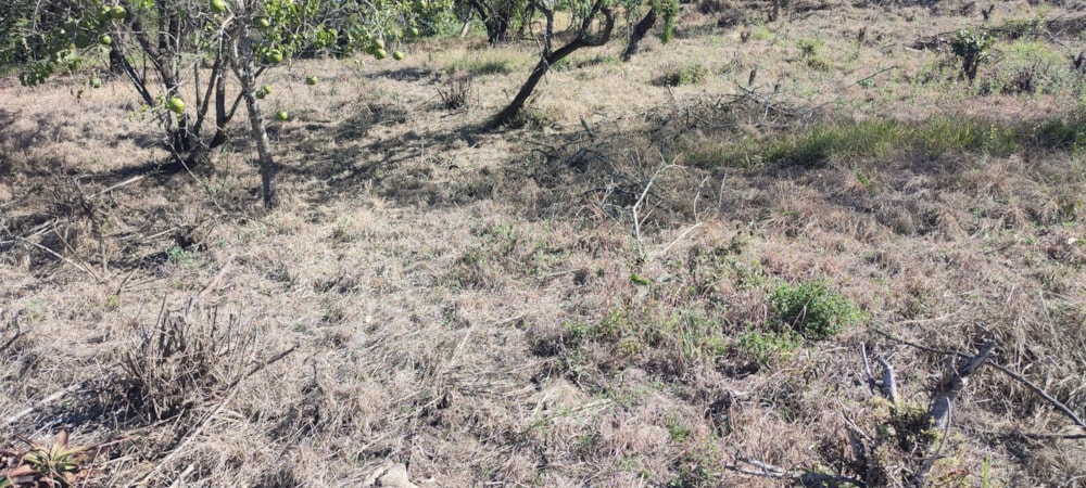 Vacant land for sale in Drum Rock - 1NS1703828 Vacant land for sale in Drum Rock - 1NS1703828