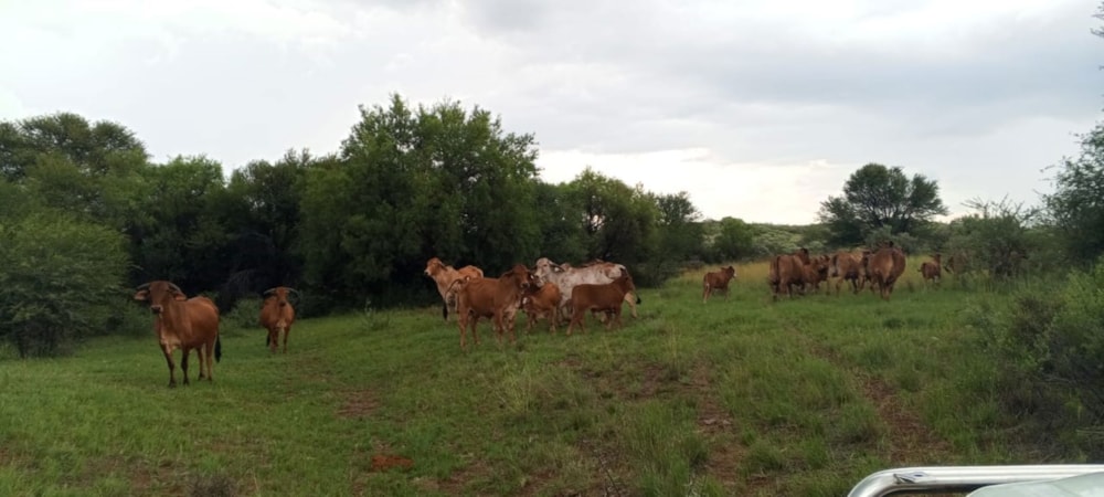 Farm vacant land for sale in Kuruman - 1RN1702910 Farm vacant land for sale in Kuruman - 1RN1702910