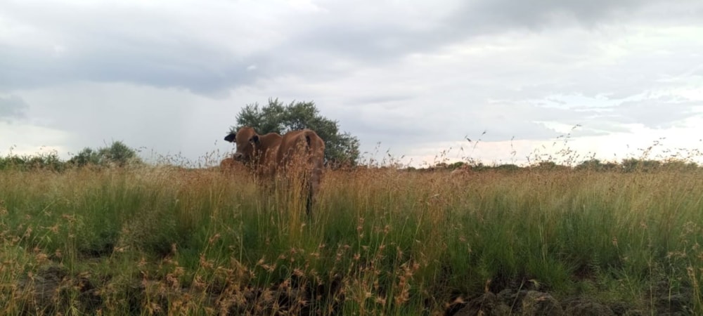 Farm vacant land for sale in Kuruman - 1RN1702910 Farm vacant land for sale in Kuruman - 1RN1702910