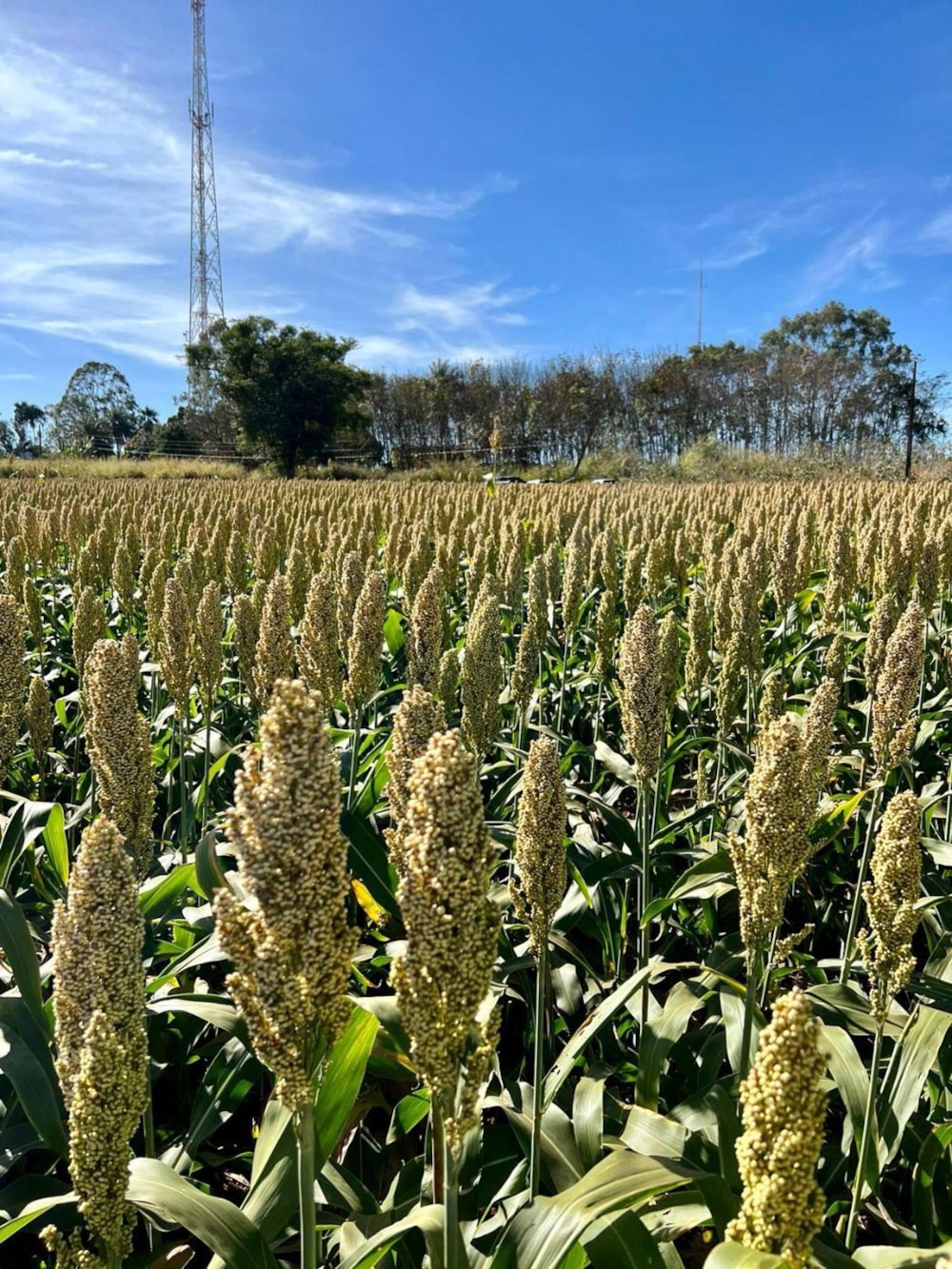 Mixed use farm for sale in Zambézia, Zambézia, Mozambique - 3MQ1703227 Mixed use farm for sale in Zambézia, Zambézia, Mozambique - 3MQ1703227