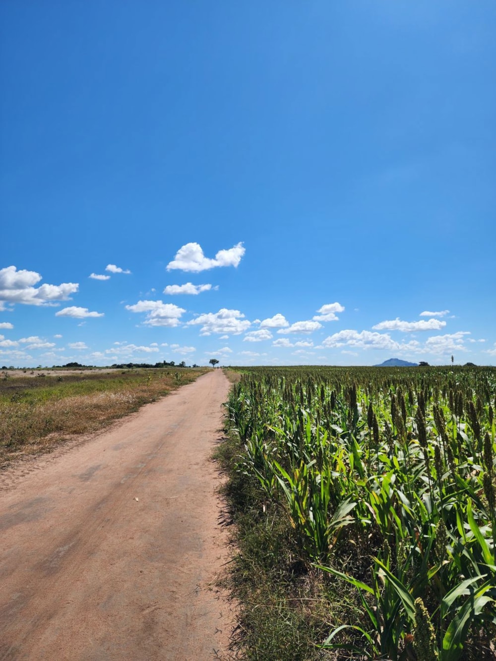 Mixed use farm for sale in Zambézia, Zambézia, Mozambique - 3MQ1703227 Mixed use farm for sale in Zambézia, Zambézia, Mozambique - 3MQ1703227