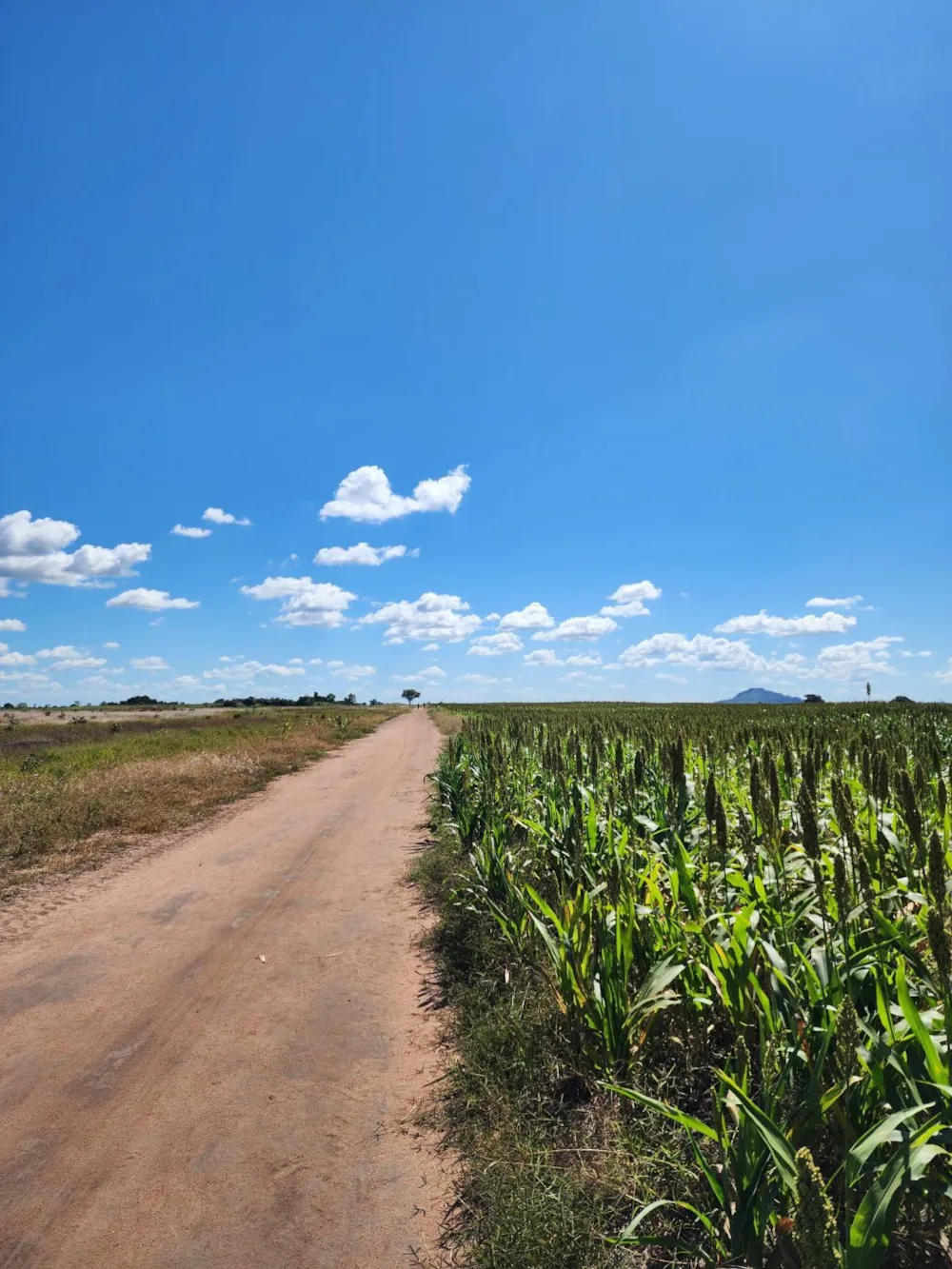 Mixed use farm for sale in Zambézia, Zambézia, Mozambique - 3MQ1703227 Mixed use farm for sale in Zambézia, Zambézia, Mozambique - 3MQ1703227