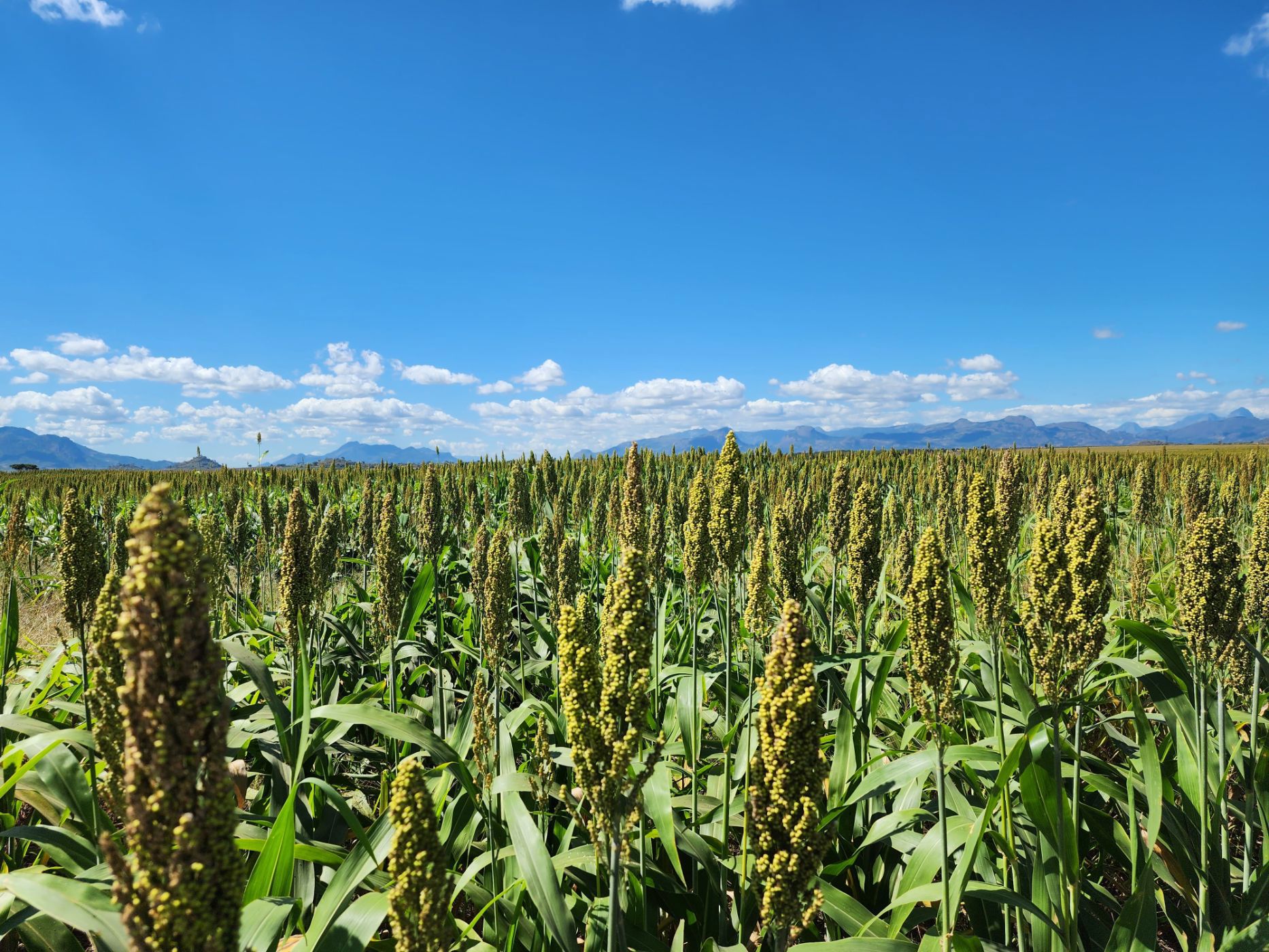 Mixed use farm for sale in Zambézia, Zambézia, Mozambique - 3MQ1703227