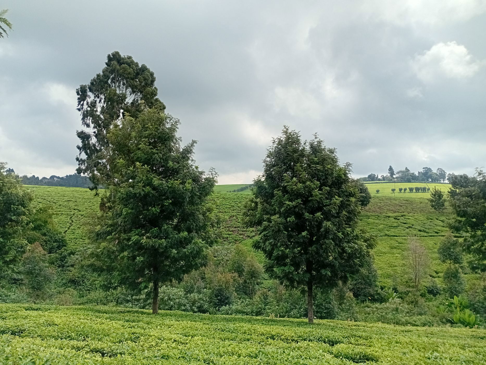 Vacant land for sale in Tigoni, Kenya - 3KE1705687