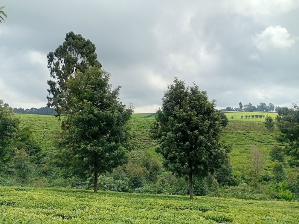 Vacant land for sale in Tigoni, Kenya - 3KE1705687 Vacant land for sale in Tigoni, Kenya - 3KE1705687