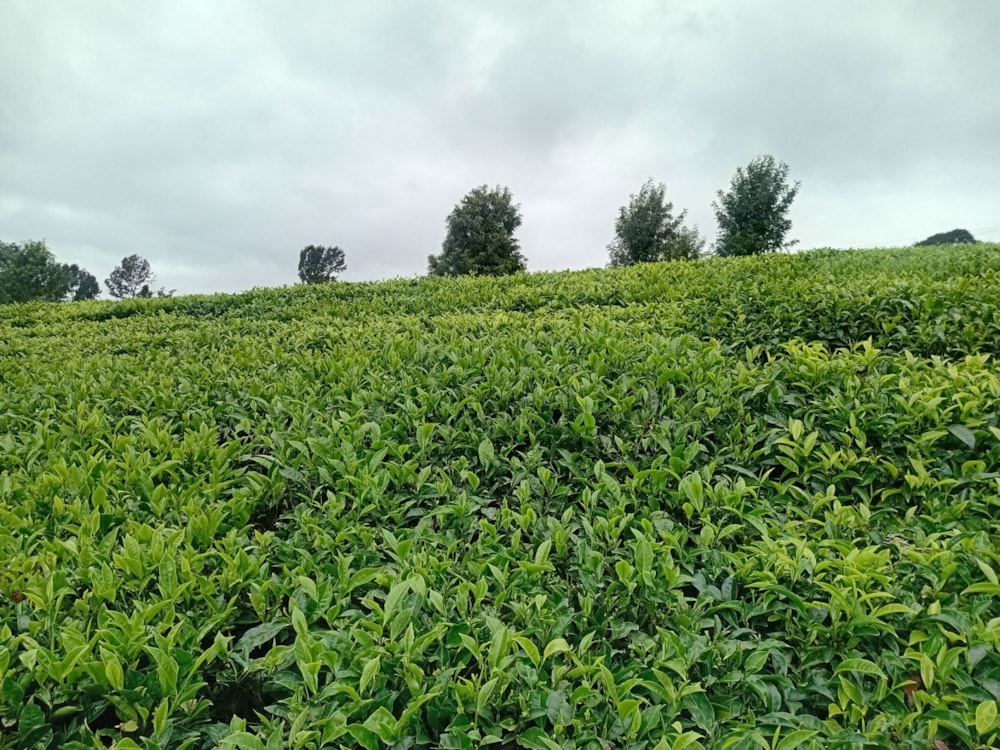 Vacant land for sale in Tigoni, Kenya - 3KE1705687 Vacant land for sale in Tigoni, Kenya - 3KE1705687