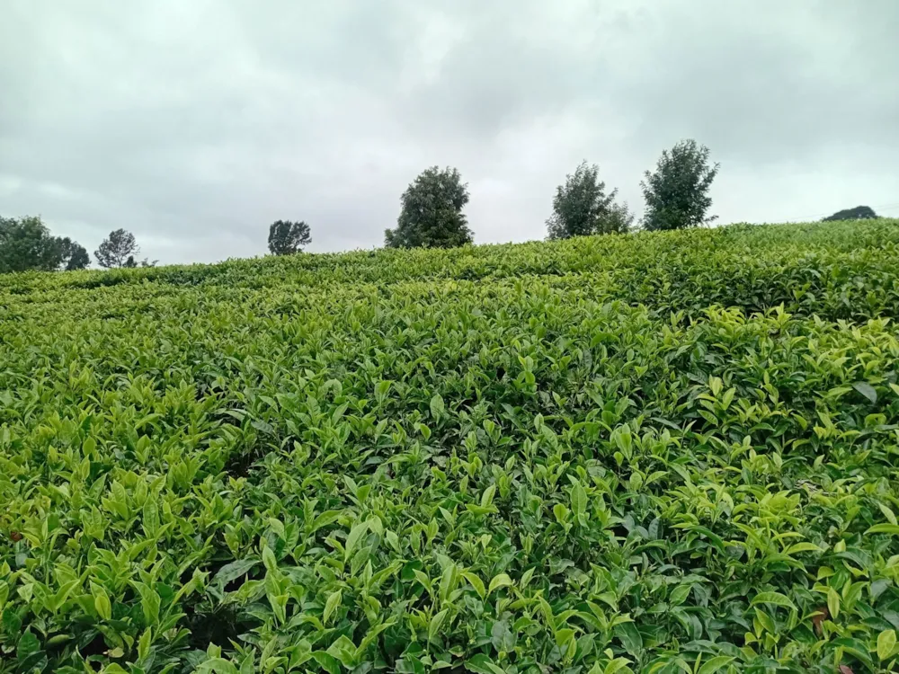 Vacant land for sale in Tigoni, Kenya - 3KE1705687 Vacant land for sale in Tigoni, Kenya - 3KE1705687