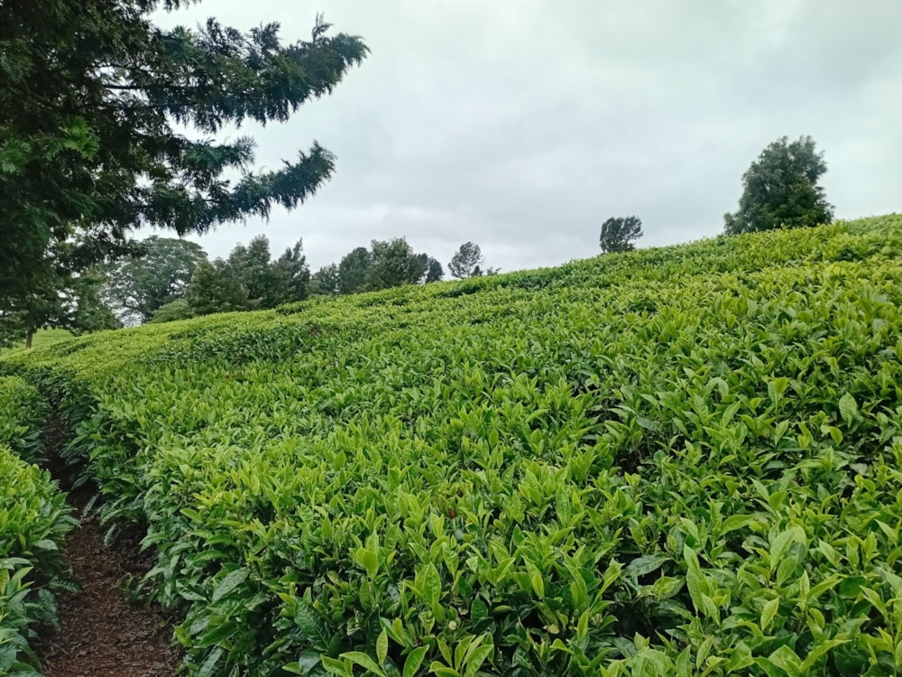 Vacant land for sale in Tigoni, Kenya - 3KE1705687 Vacant land for sale in Tigoni, Kenya - 3KE1705687