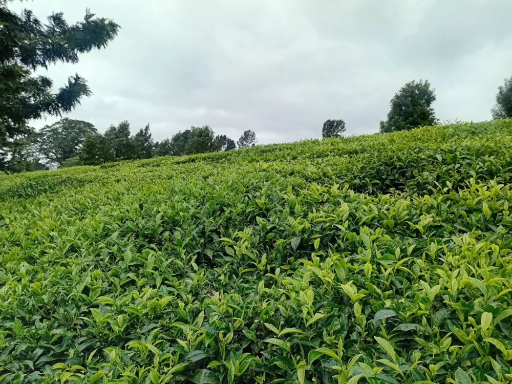 Vacant land for sale in Tigoni, Kenya - 3KE1705687 Vacant land for sale in Tigoni, Kenya - 3KE1705687