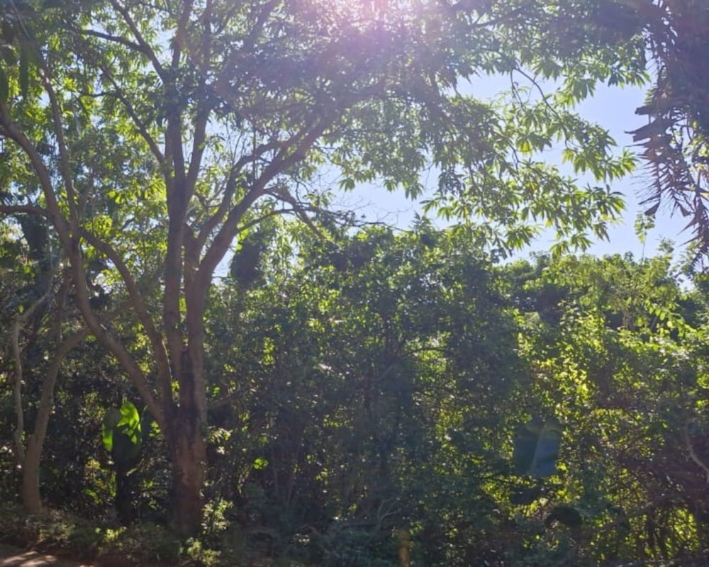 Vacant land for sale in Zimbali Estate - 1BD1703927 Vacant land for sale in Zimbali Estate - 1BD1703927